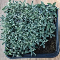 Ukwap dwupienny antennaria dioica "Alex Duguid"