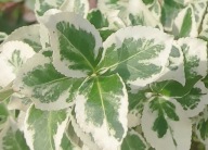 Trzmielina 'Emerald Gaiety' (160) - 1,5 l