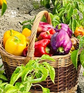 Papryka MĚŇAVKA niezwykle piękna plenna i duża słodka nasiona kolekcjonersk