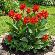 Canna Shining Red-bulwa