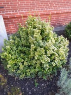 Trzmielina żółta Emerald Gold sadzonki 5 - 10 cm dobrze ukorzenione