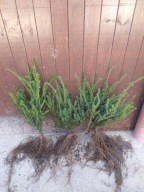 Cis Pospolity rozkrzewiony 55 cm 65 cm.