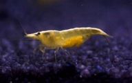 Żółte krewetki akwariowe dla początkujących Neocaridina Yellow 10 szt