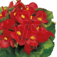 Begonia semperflorens Brasil Scarlet ZESTAW 10 SIEWEK PIĘKNE KWIATY