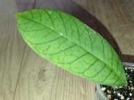 Hoya Hoja sp. SABAH EPC 961 ukorzeniona