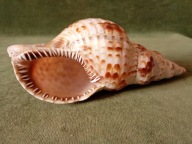 Tryton - naturalna muszla morska / Chronia Tritonis