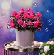 Niecierpek Pełny Impatiens walleriana GLIMMER HOT PINK