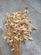 Trawy drżączka naturalna suszona susz krajowy zboże bukiet