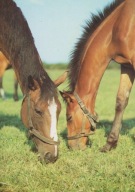 KOŃ - KONIE - PĘPOWO - STADNINA KONI - KLACZ ZE ŹREBAKIEM