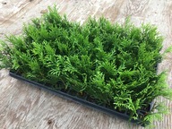 Zestaw 100 szt. Tuja szmaragd thuja smaragd sadzonki 8-12 cm