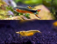 Piękne gupiki Santa Maria 5x + krewetki żółte 5x zestaw życia do akwarium