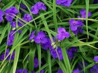 Trzykrotka Wirginijska Sadzonka P9