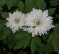 ZAWILEC GAJOWY TINNEY'S PLENA z delikatnym niebieskim błyskiem sadzonki