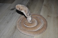 pluszak maskotka świetna wąż kobra 180 cm od Keel Toys