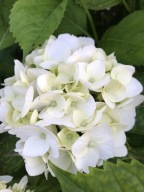 Hortensja ogrodowa Ice Boy Hydrangea macrophylla SADZONKA 5L