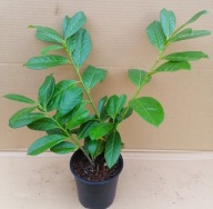 Laurowiśnia NOVITA SADZONKA DONICZKA p9 40-60 cm
