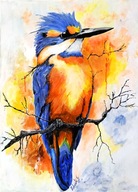 Obraz na płótnie " Zimorodek " Autor: Grzegorz Zalewski