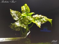 Bolbitis sp."Bae" -kolekcja - od fibell