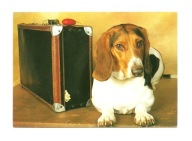 Pocztówka - Basset hound na walizkach / pies w podróży / OPIS !!!