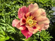 Piwonia ITOH OLD ROSE DANDY