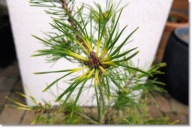Pinus uncinata 'Frik' - !!!