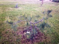 OGRODOWY CUDAK Sosna wejmutka 'Bennett Contorted' C5