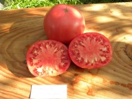 Pomidor BAWIARA PIĘKNY KLACZYCZNY POMIDOREK nasiona kolekcjonerskie