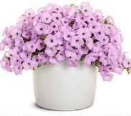 Petunia Supertunia VISTA Cool Jazz