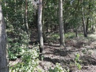 Działka, Krępa, Domaniewice, Łowicki, 43600 m²