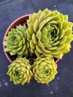 Rojnik 453 RONNY kolejna jasna odmiana do kolekcji