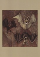 JÓZEF WILKOŃ Ilustracja Nietoperze reprodukcja BESTIARIUM WILKONIA