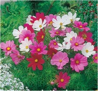 ONĘTEK KOSMOS MIX KOLORÓW 50 sztuk sadzonki z gołym korzeniem miododajna