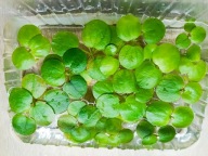 Limnobium laevigatum gładkie do akwarium lub paludarium