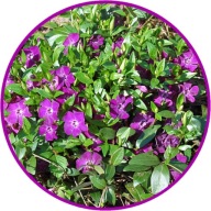 Barwinek zimozielony, kwiat różowy