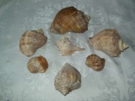 MUSZLE Z MORZA CZARNEGO-BUŁGARIA - 7 SZT.