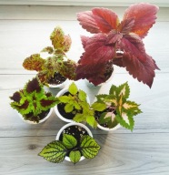 Koleusy duże roślinki dobrze ukorzenione 6 szt - zestaw nr 1