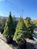 Świerk biały Conica 150-170cm