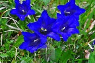 Hiacynt Kalifornijski (Triteleia) Queen Fabiola sadzonka w doniczce p8