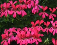Pelargonia zwisająca Balcon Shocking DŁUGA