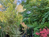 Klon Red Jonas czerwony szczepiony palmowy stary okaz 16 letni inny