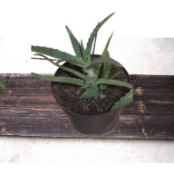 roślina aloes drzewiasty sadzonka zdrowa lecznicza + gratis