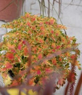 Roślina Koleus Copper Coleus KOLOROWE LISTKI