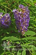 glicynia amerykańska 'Longwood Purple' Wisteria