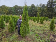Thuja Smaragd 250-270cm