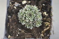 Skalnica - Saxifraga 'Fawlty Towers'