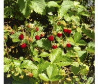 Poziomka sadzonka roślina owoce