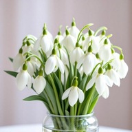 Przebiśniegi śnieżyczki 70 sztuk sadzonki z gołym korzeniem zwiastun wiosny