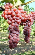 WINOROŚL Sadzonki winogron-V-68021 -wyśmienita odmiana deserowa