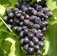 Winogrono winorośl KODRIANKA granatowe