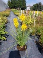 Trytoma groniasta Banana